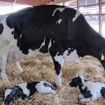 فروش گوشت گوساله تازه فروش گوشت گوساله تازه