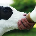فروش گوساله گوشتی هلشتاین فروش گوساله گوشتی هلشتاین